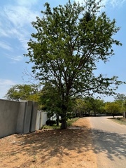Vachellia rehmanniana