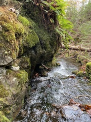 Jubula pennsylvanica