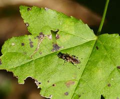 Chalcosyrphus metallicus