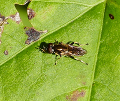 Chalcosyrphus metallicus