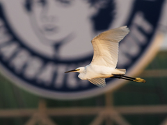 Egretta garzetta