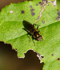 Chalcosyrphus metallicus