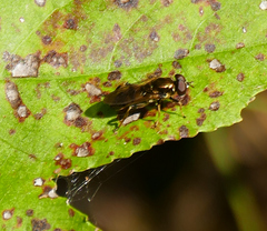 Chalcosyrphus metallicus