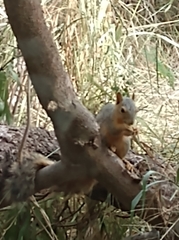 Sciurus niger