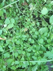 Stellaria media