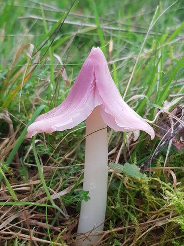 Pink Waxcap
