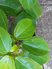 Scepocarpus trinervis