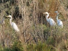 Ardea alba