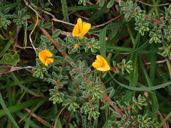 Pultenaea maritima