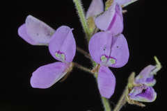 Desmodium distortum