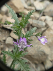 Schizanthus lacteus