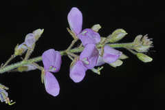 Desmodium distortum