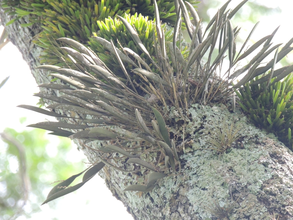 Acianthera crepiniana