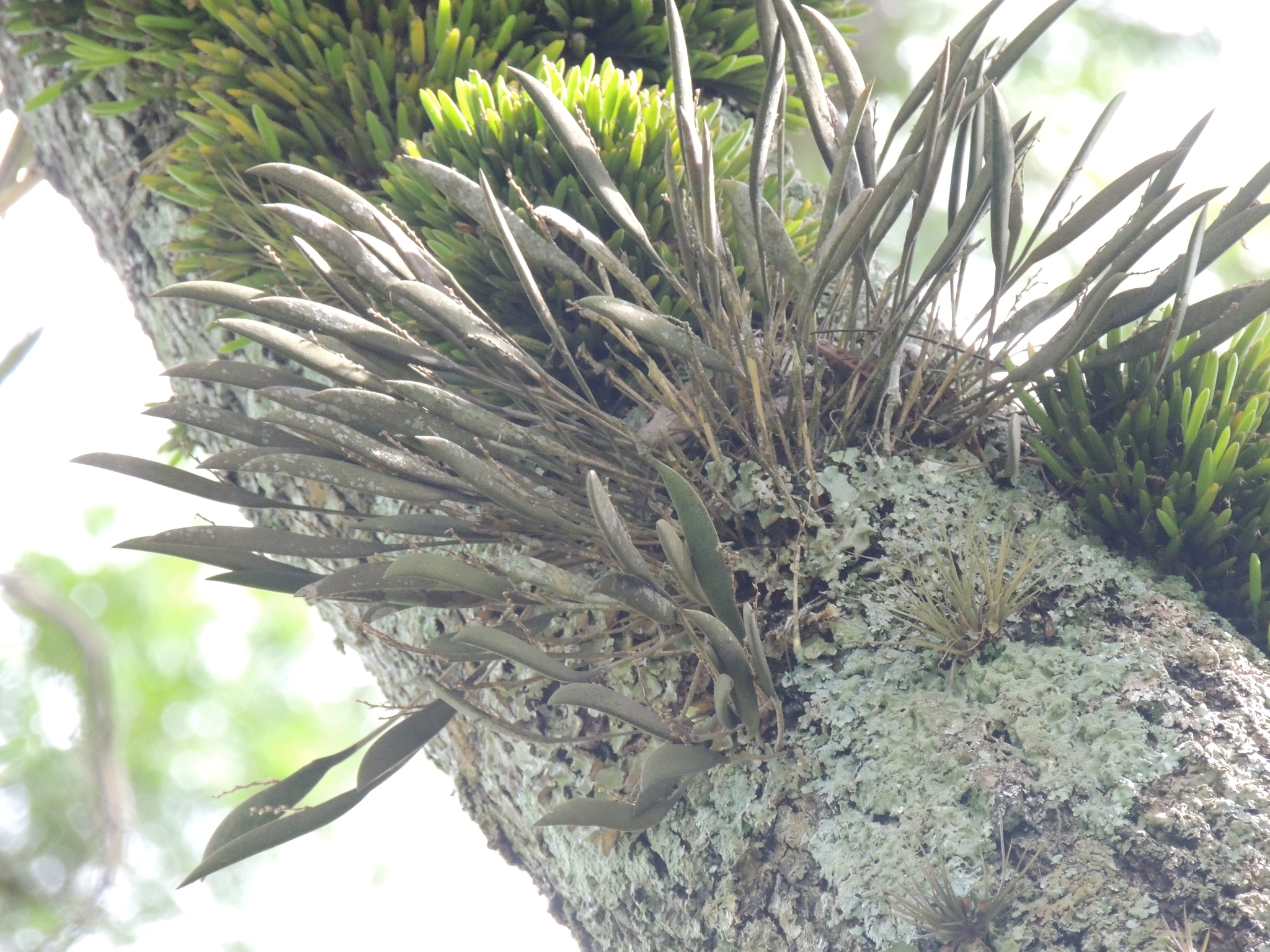 Acianthera crepiniana