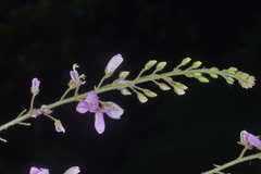 Desmodium distortum
