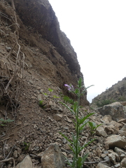 Schizanthus lacteus