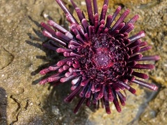 Heterocentrotus trigonarius