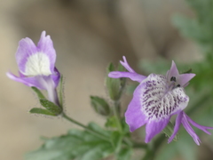 Schizanthus lacteus
