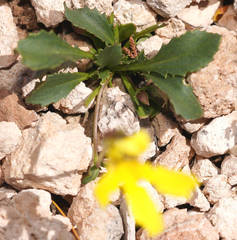 Goodenia arguta