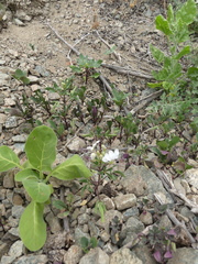Cleome chilensis