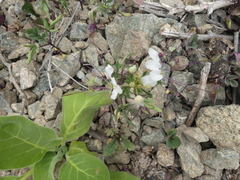 Cleome chilensis