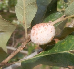 Striatoandricus aciculatus