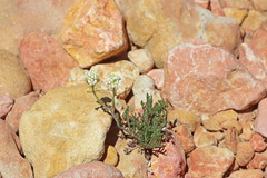 Lepidium montanum montanum