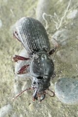 Mecodema moniliferum