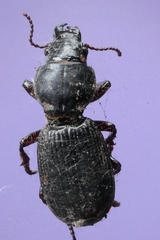 Mecodema moniliferum