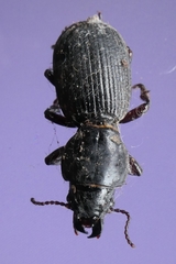 Mecodema moniliferum
