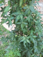 Ipomoea cairica