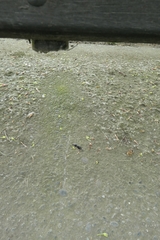 Mecodema moniliferum