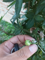 Ipomoea cairica