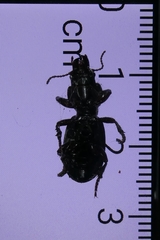 Mecodema moniliferum