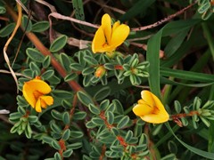 Pultenaea maritima