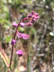 Streptanthus glandulosus pulchellus