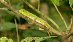 Enyalioides