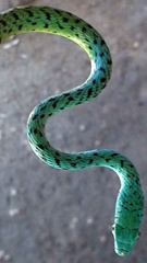 Philothamnus punctatus