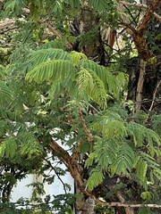 Vachellia rehmanniana