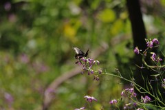 Battus polydamas psittacus