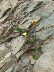 Oxalis bulbocastanum