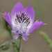 Schizanthus lacteus - Photo (c) “Juan de los Zorros”, algunos derechos reservados (CC BY-NC), subido por “Juan de los Zorros”