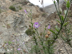 Schizanthus lacteus