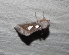 Antiophlebia bracteata