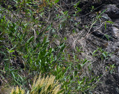 Elleanthus capitatus