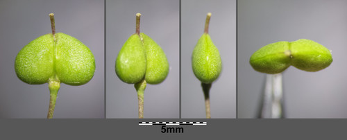Heart-podded Hoary Cress