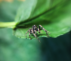 Titanattus notabilis