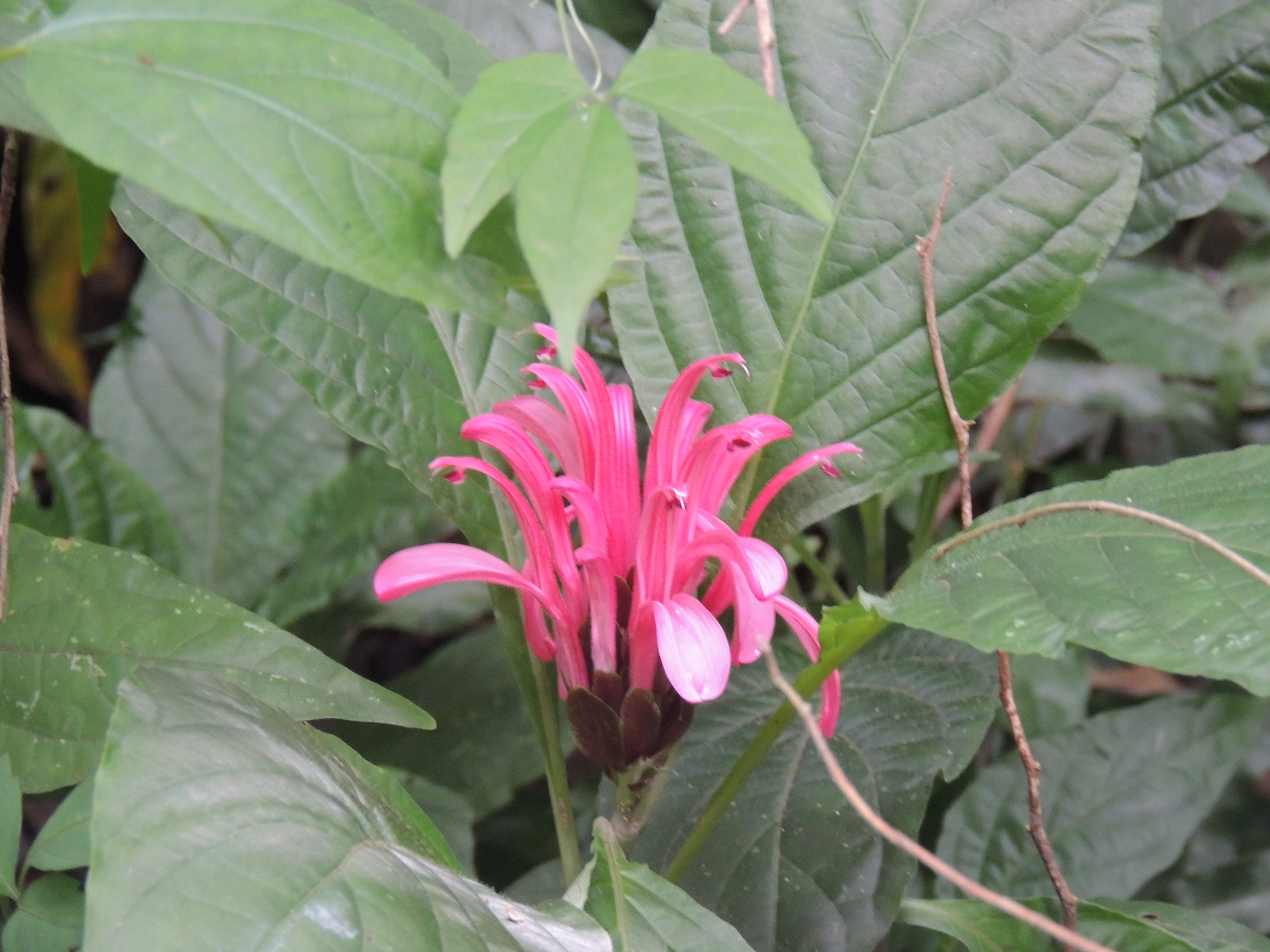 Justicia carnea