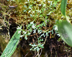 Elaphoglossum tripartitum