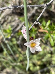 Sisyrinchieae